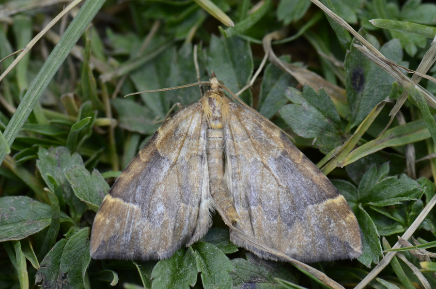 Falena da id. - Eulithis populata